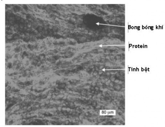 Hình 2 16 Ảnh vi cấu trúc của bột nhào chụp bằng kính hiển vi quét Đối với 1