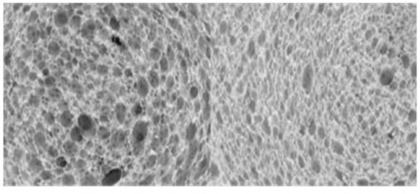 Hình 2 21 Cấu trúc xốp của bánh mỳ sau nướng Sự hình thành các hợp chất 1