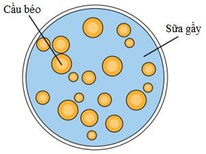 Hình 5 1 Sự phân bố các cầu béo trong sữa Các thể hình cầu đó là các cầu 1