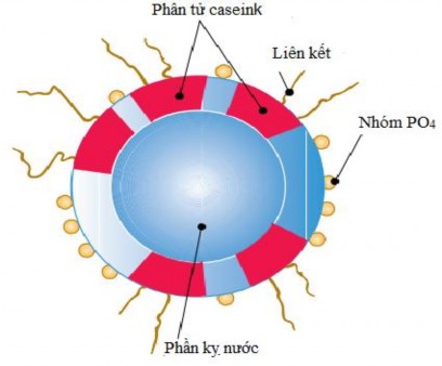Hình 5 2 Cấu trúc của một siêu micelle casein Nhiều siêu micelle sẽ tập hợp lại 2