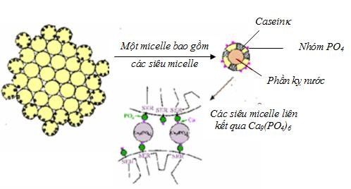 Hình 5 3 Tổ chức của micelle Các siêu micelle nghèo casein sẽ nằm ở phía trong 3