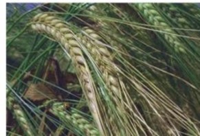 Vỏ Hầu hết hạt các loại đại mạch được bao bọc bên ngoài bằng lớp vỏ 1