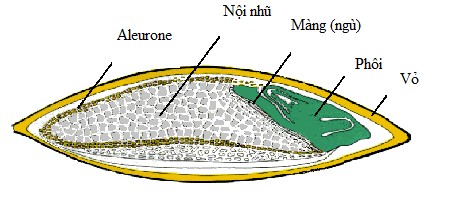 Hình 6 2 Mặt cắt hạt đại mạch Nội nhũ Nội nhũ là thành phần lớn nhất và 2