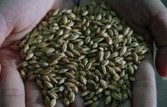 Hình 6 4 Malt vàng Hình 6 5 Malt đen Malt caramen Nó được sử dụng trong sản xuất 4