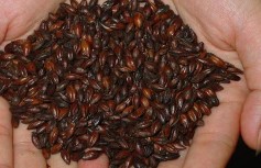 Hình 6 4 Malt vàng Hình 6 5 Malt đen Malt caramen Nó được sử dụng trong sản xuất 5