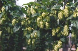 Hình 6 6 Hoa houblon Houblon là loại cây lâu năm đơn tính thân gỗ mảnh cao khoảng 6