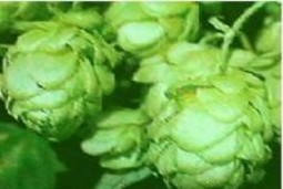Hình 6 6 Hoa houblon Houblon là loại cây lâu năm đơn tính thân gỗ mảnh cao khoảng 7