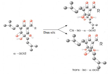 Hình 6 8 Quá trình đồng phân hóa α acid Nhóm  acid đắng Gồm lupulone colupulone 9
