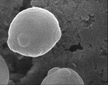 Hình 6 11 Hình dạng tế bào nấm men Khi môi trường có oxy với hàm lượng đáng 1