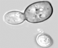 Hình 6 11 Hình dạng tế bào nấm men Khi môi trường có oxy với hàm lượng đáng 2