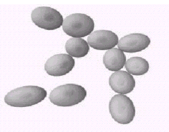 Hình 6 12 Tế bào nấm men nổi Hình 6 13 Tế bào nấm men chìm Đặc điểm hô hấp 3