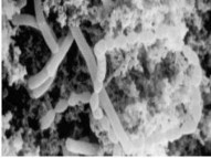 Streptococcus thermophilus Lactobacillus bungaricus Lactococcus lactis Pennicillium roqueforti 2