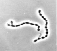 Lactococcus lactis Pennicillium roqueforti Hình 5 4 Hình ảnh một số VSV sử dung trong 3