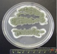 Lactococcus lactis Pennicillium roqueforti Hình 5 4 Hình ảnh một số VSV sử dung trong 4
