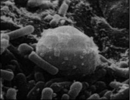 Hình 5 18 Hình dạng của nấm kefir Hình 5 19 Nấm men và acid lactic tại bề mặt 4