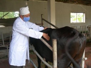 Hình 4 1 Sờ nắn dạ cỏ bò Dạ tỏ ong Vị trí cuối xương sườn số 6 7 – 8 1