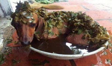 Ảnh 6 Phương pháp đưa qua da Tắm đắp Thuốc qua da cũng như qua nhiều màng sinh 1