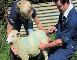 Ảnh 9 Tiêm bắp Ưu điểm của phương pháp Sinh khả dụng cao hơn so với đường 4