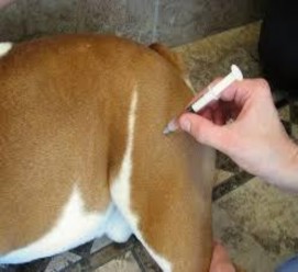 Ảnh 9 Tiêm bắp Ưu điểm của phương pháp Sinh khả dụng cao hơn so với đường 5