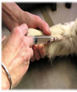 Ảnh 10 Tiêm tĩnh mạch Ưu điểm Tiêm lượng thuốc lớn theo yêu cầu truyền khi 6