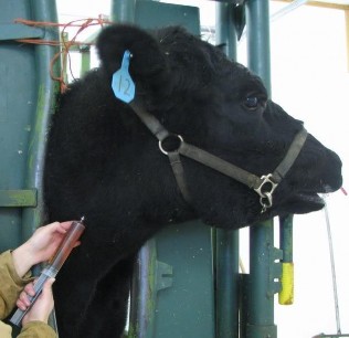 Ảnh 10 Tiêm tĩnh mạch Ưu điểm Tiêm lượng thuốc lớn theo yêu cầu truyền khi 7