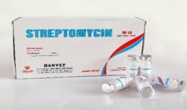 Ảnh 12 Thuốc Streptomycin Ứng dụng Dùng điều trị các bệnh sau tụ huyết trùng 2
