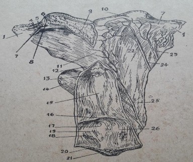 2 1 4 Âm đạo Hình 29 Bộ máy sinh dục ngựa cái Âm đao nối tiếp cổ tử cung có 1