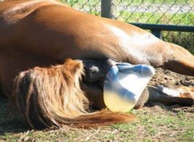 2 2 7 Sinh lý tiết sữa Hình 32 Ngựa đẻ Sữa sữa đầu thành phần và tính chất 1