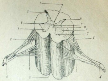 Hình 33 Tủy sống cắt ngang Cấu tạo tủy sống Cắt ngang tủy sống có hai loại 2