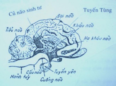 Hình 34 Não bộ Tiểu não Vị trí hình thái Tiểu não nằm phía trên và che bớt 3