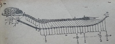 Hình 35 Hệ thần kinh giao cảm 2 2 2 H ệ thần kinh phó giao cảm có chức năng bảo 4