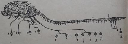 Hình 36 Hệ thần kinh phó giao cảm 3 Sinh lý hệ thần kinh 3 1 Sinh lý hệ não tuỷ 5