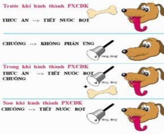 Hình 37 Ví dụ về phản xạ có điều kiện của Paplop Phản xạ không điều 1