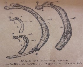 Hình 1 Xương dài Hình 2 Xương sườn Xương sườn là xương dài nhưng hơi cong 2