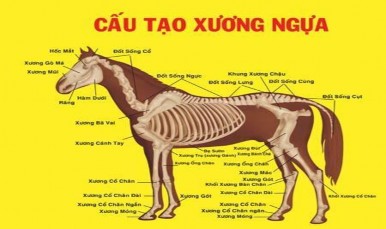 Hình 3 Cấu tạo xương ngựa Xương cẳng tay gồm xương quay và xương trụ Xương 1