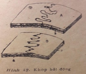 Hình 4 Khớp bất động Hình 5 Khớp toàn động Khớp bán động hai xương liên 2