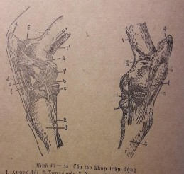 Hình 4 Khớp bất động Hình 5 Khớp toàn động Khớp bán động hai xương liên 3