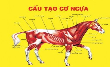 3 2 4 Đặc tính sinh lý của cơ vân Hình 6 Cấu tạo cơ ngựa Tính đàn hồi Khi cơ 4