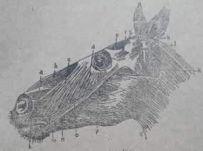 Hình 7 Cơ vùng đầu ở ngựa Hình 8 Cơ vùng thân ở ngựa Cơ vùng thân Cơ chũm 5