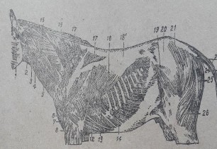 Hình 7 Cơ vùng đầu ở ngựa Hình 8 Cơ vùng thân ở ngựa Cơ vùng thân Cơ chũm 6