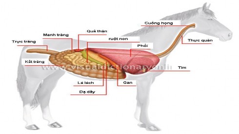 2 1 3 Thực quản Hình 11 Hệ tiêu hóa ở ngựa Là ống dẫn thức ăn từ yết hầu 3
