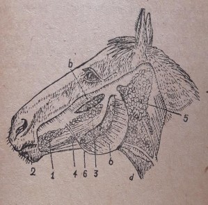 2 2 2 Gan Hình 12 Tuyến nước bọt Hình 13 Gan ngựa Là tuyến lớn nhất trong cơ 4