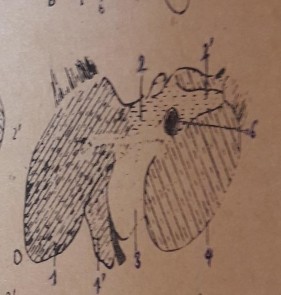2 2 2 Gan Hình 12 Tuyến nước bọt Hình 13 Gan ngựa Là tuyến lớn nhất trong cơ 5
