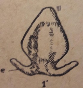 Hình 14 Sụn tiểu thiệt ngựa Hình 15 Phổi ngựa 1 2 Cơ quan trao đổi khí Phổi 1