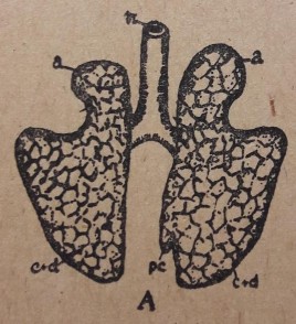 Hình 14 Sụn tiểu thiệt ngựa Hình 15 Phổi ngựa 1 2 Cơ quan trao đổi khí Phổi 2