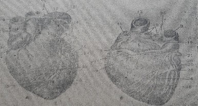 Hình 15 Tim ngựa mặt trước mặt sau 1 2 Cấu tạo của tim Bổ dọc tim thấy tim 1