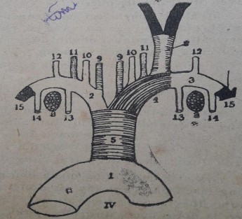 2 2 Tĩnh mạch Hình 16 Động mạch ngựa Là những mạch máu dẫn máu từ các cơ 2