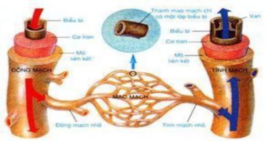 Hình 19 Sơ đồ cấu tạo mạch máu 2 4 Tuần hoàn máu trong cơ thể 2 4 1 Hai vòng 3