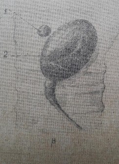 Hình 24 Tuyến giáp trạng ngựa Hình 25 Tuyến cận giáp trạng ở ngựa 2 4 Tuyến 1