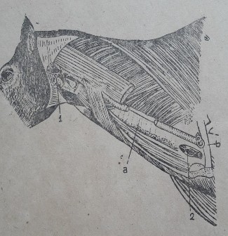 Hình 24 Tuyến giáp trạng ngựa Hình 25 Tuyến cận giáp trạng ở ngựa 2 4 Tuyến 2